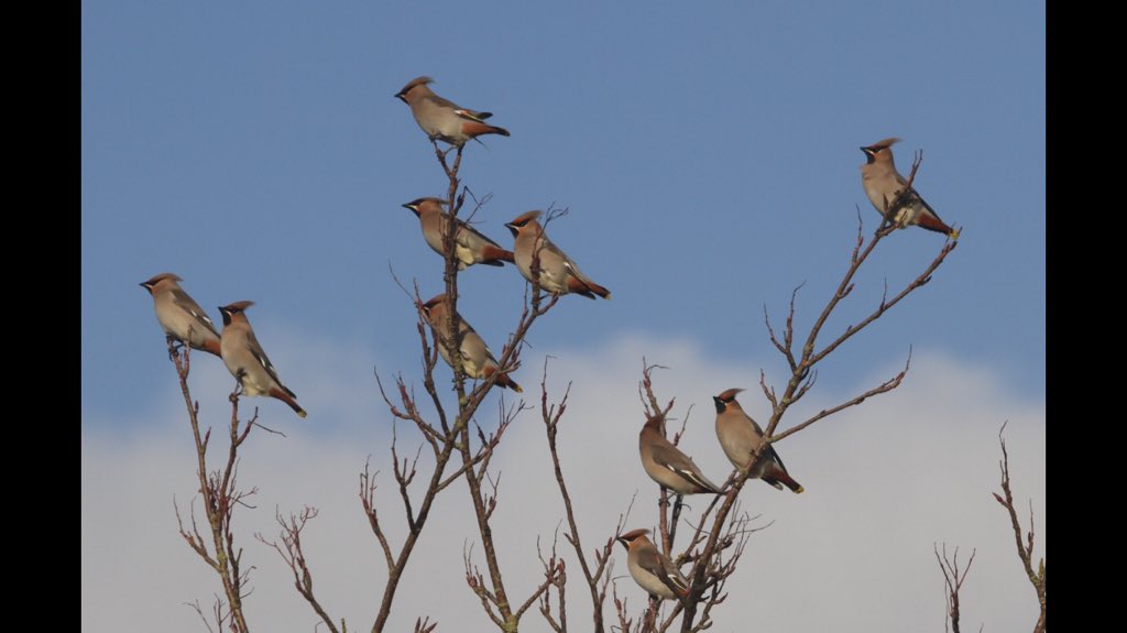 HughieKing's tweet photo. Few pics of the recent Waxwings flock now increased to 10 at Bradbury Lane Hednesford Staffs. https://t.co/b4bePAVem7
