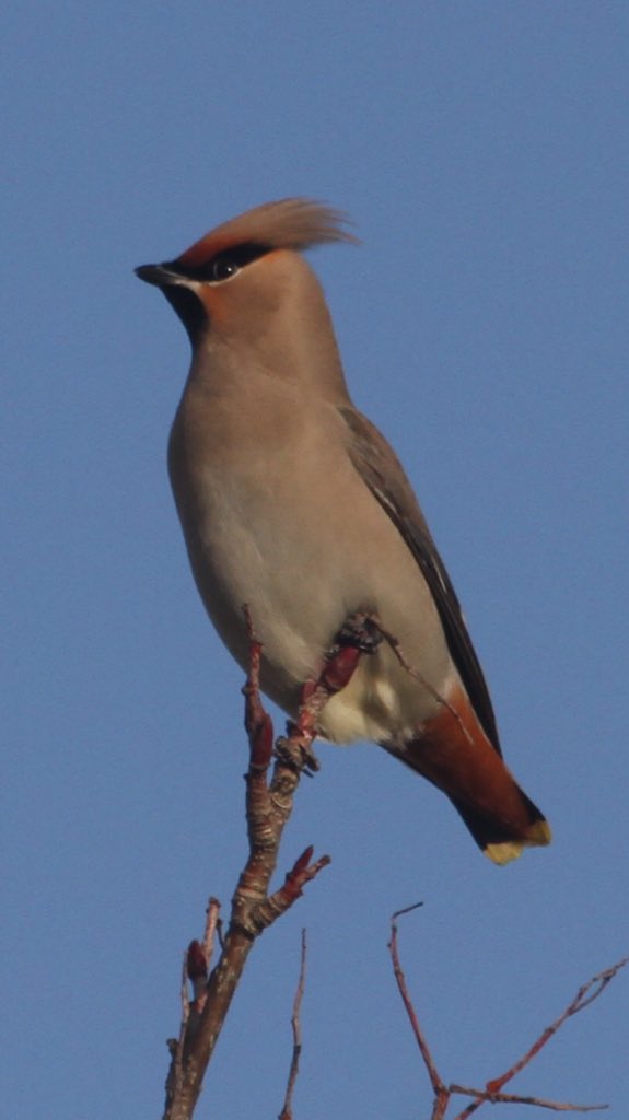 HughieKing's tweet photo. Few pics of the recent Waxwings flock now increased to 10 at Bradbury Lane Hednesford Staffs. https://t.co/b4bePAVem7