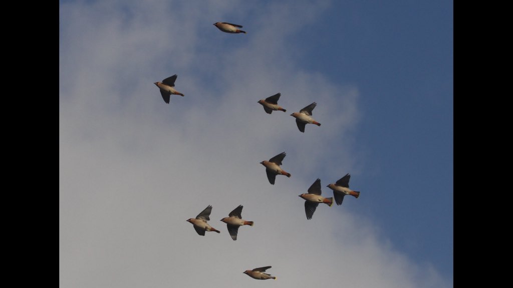 HughieKing's tweet photo. Few pics of the recent Waxwings flock now increased to 10 at Bradbury Lane Hednesford Staffs. https://t.co/b4bePAVem7