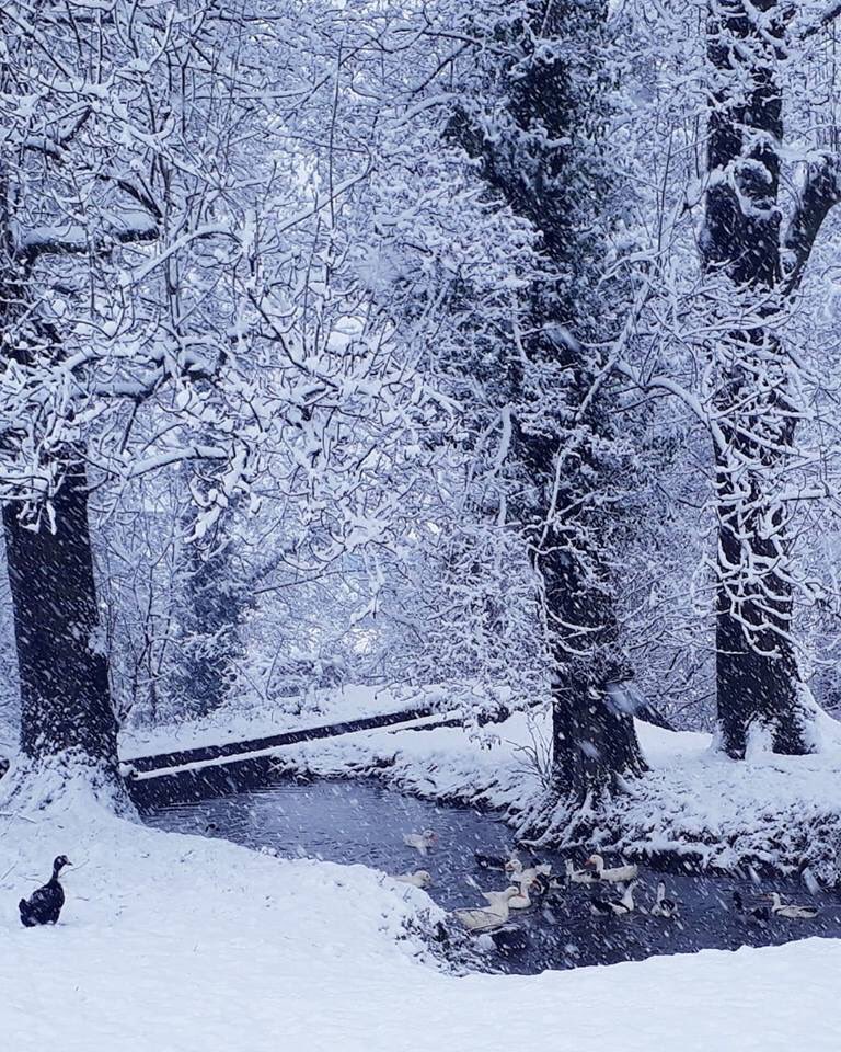 NurSebaYldrm1's tweet photo. Sakarya/Kuzuluk...Masal gibi💫 https://t.co/FNdJXRTTMp