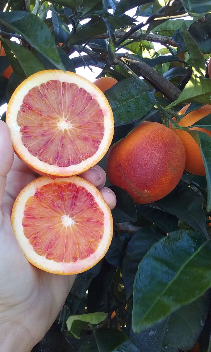 SATMogalla's tweet photo. Empezamos el año con una explosión de color y sabor! #sanguinellis #bloodoranges https://t.co/fhpy5ZbCfh