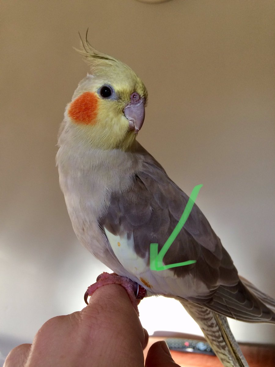 SebastianSquawk's tweet image. Henrietta proudly displays her fashionable new wing colours. (She walked through the pet human’s dinner last night) #lastnightsdinner #fashion #colourful #cockatieladventures #dirtygirlfriend