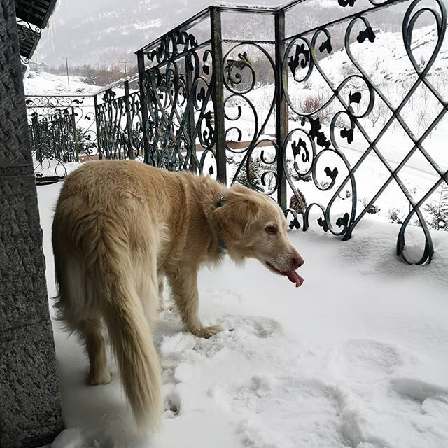 herculesthedogg's tweet photo. Καλημέρα παντού.

Μιλάμε έχω εξαφανίσει όλο το χιόνι του Καϊμάκτσαλαν. Είναι νόστιμο. Α ρε επεισοδιαρα #HappyTraveller που σας ετοιμάζουμε πάλι. Να ξέρετε θα είμαι πάλι πρώτη μούρη. 😍❄️😂📸 #herculesthedog #herculesthedoggr #mousouda #xionoskylos #Snow https://t.co/ekFlRzFLBO https://t.co/cMrUK6IWvV