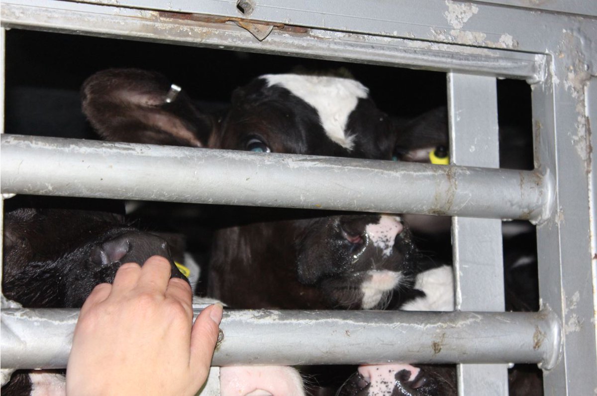 A live export shipment will be leaving #Ramsgate tomorrow (10/01/19) 😢

The animals forced to endure the horrors of the live exports have no voice - but we, and you, do, and we all need to speak up on their behalf. 

Please call for a live export ban: bit.ly/BrexitBackstop