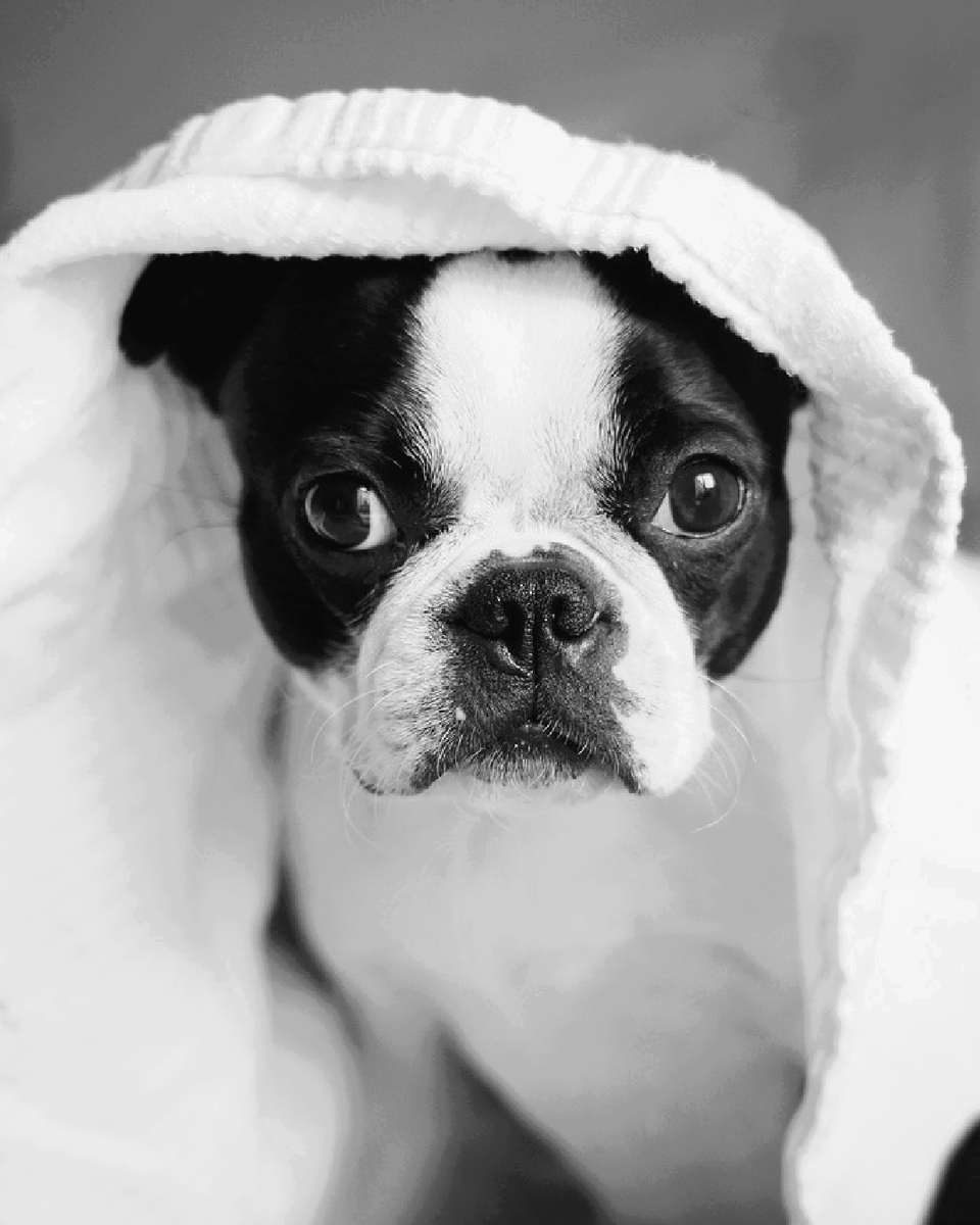 In this weather, even your dog might have the January Blues! Cheer them up by taking a trip to the beautiful Peak District countryside. Pets stay free!

Book now: socsi.in/DogFriendly_Yt…