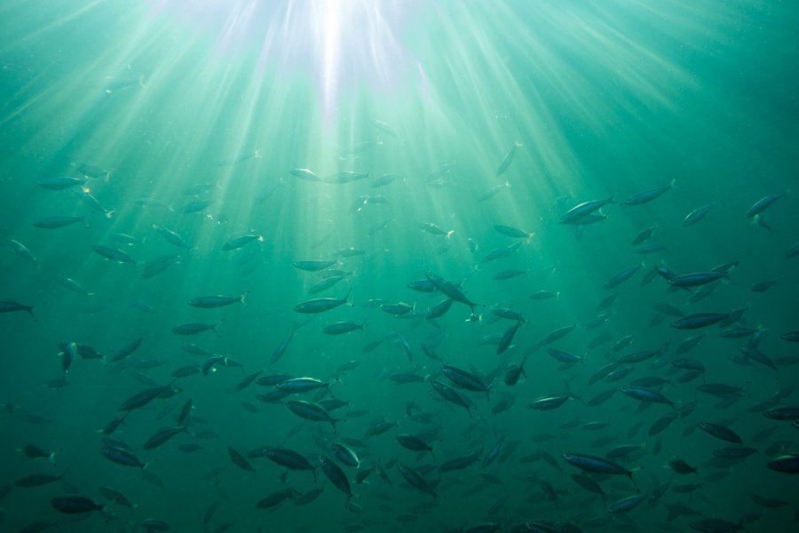 Secondo il #WWF l’85% degli stock ittici del #Mediterraneo risultano sovrasfruttati
#Italia primo consumatore di #pesce della #UE 
Intervista a @MSCinItalia su #pescasostenibile e #overfishing➡️ goo.gl/rof1UB

#9gennaio #mare #pesca #goal14 #sdgs