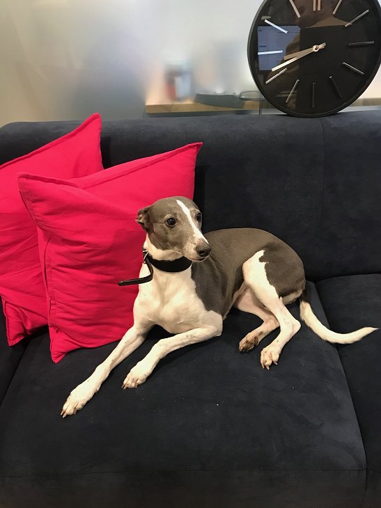 Lola has popped in today for some cuddles! 🥰 #Newyear #Newoffice #NewMember #WeWork #Destinationdevonshire #Doggydaycare #Officedog