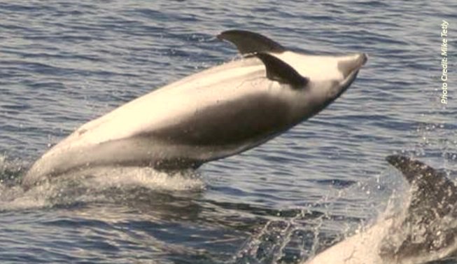 NatureChampions's tweet photo. New report by @ScotLINK and @WWFScotland highlights pressures
of Climate Change on our most vulnerable habitats & species including White-beaked dolphin, which has a @ScotParl Species Champion, @ChristinaSNP. Full report here: https://t.co/CwrYizTnNO 🌍#NatureonRedAlert https://t.co/4JEtsb0M3C