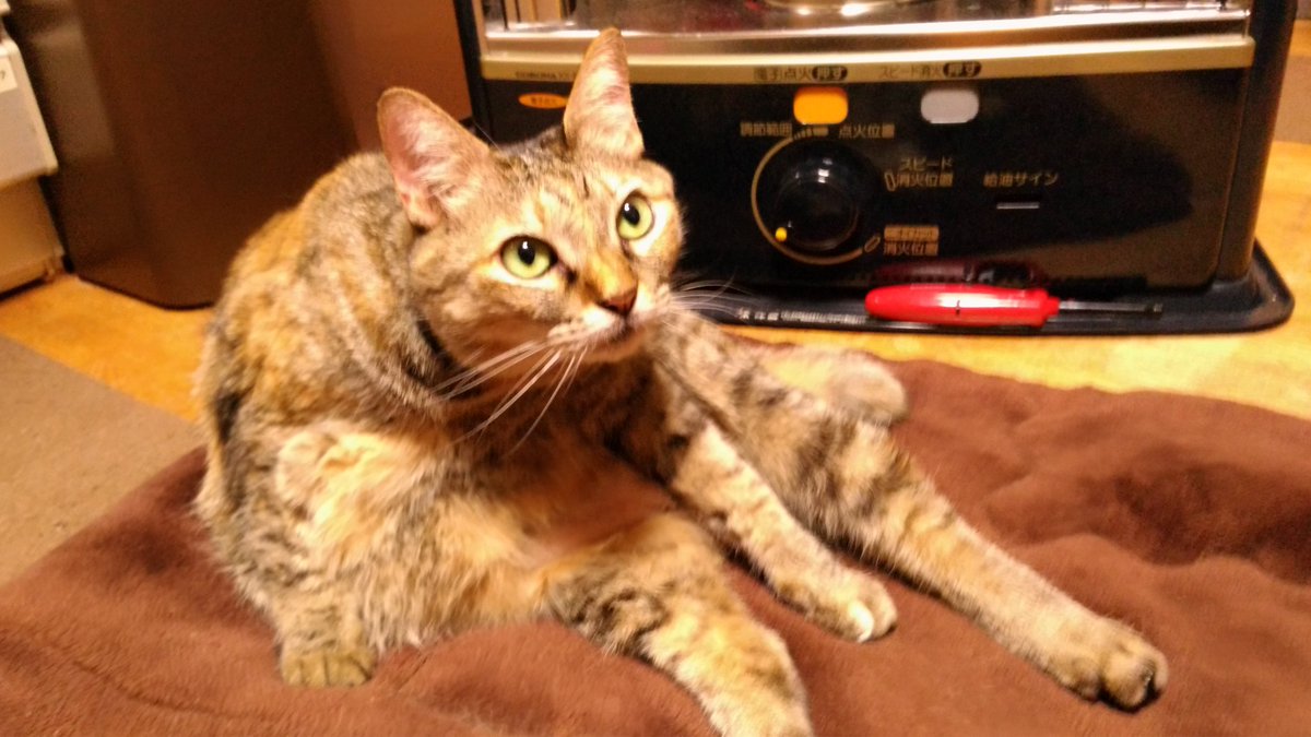 猫ってなんで寝る前に毛づくろいするんだろう Togetter