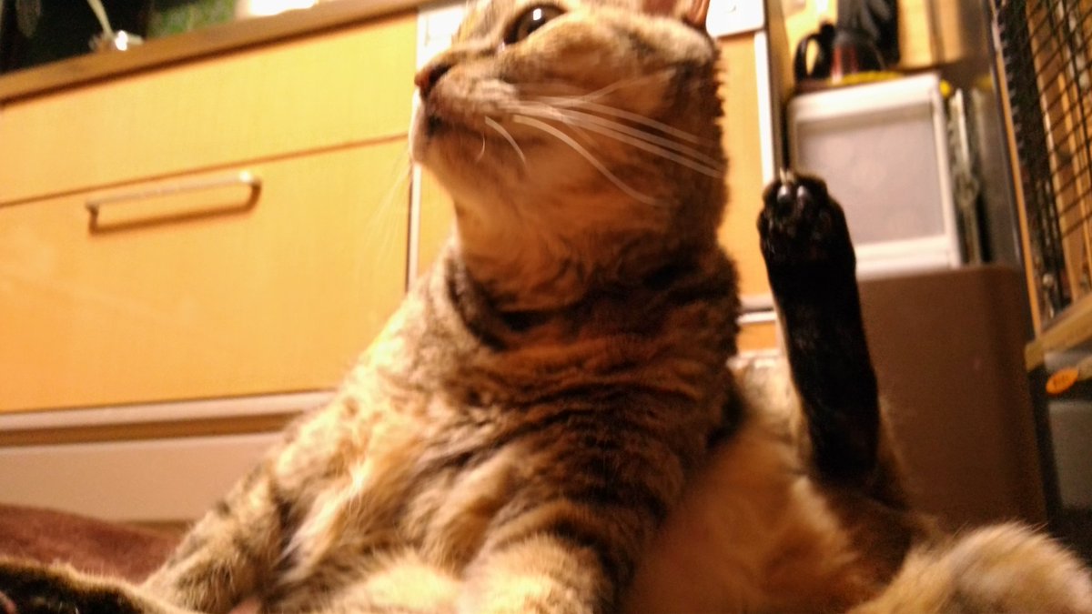 猫ってなんで寝る前に毛づくろいするんだろう Togetter