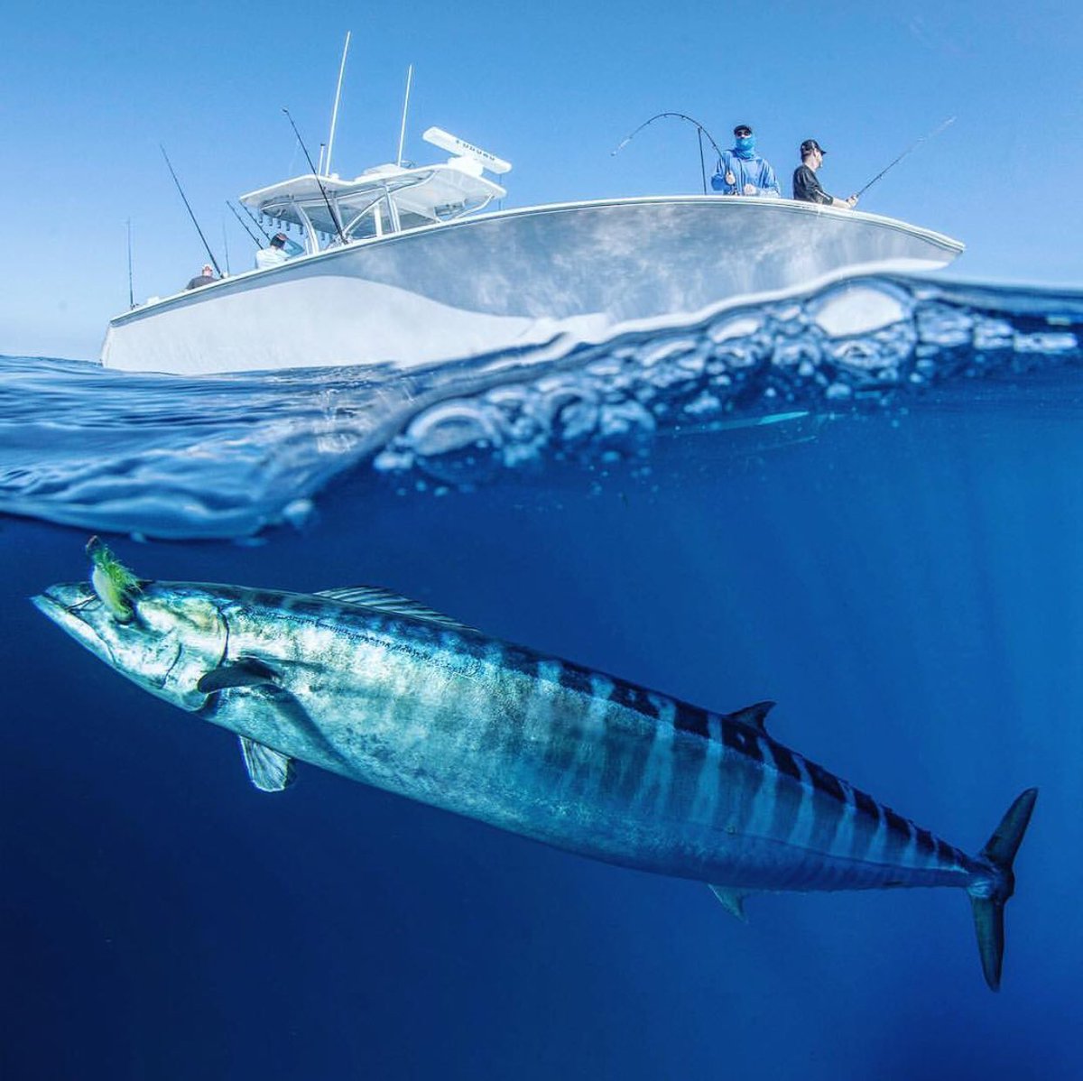 kaf_fishing's tweet photo. Every one of us that fishes saltwater has the obligation to keep pushing for the next round of policies & laws that will protect our fishing heritage. We have to advocate. The door has been opened for us now. - Sid Dobrin, @fishingprofs 📷 IG: @sport_fish_gallery #ModernFishAct https://t.co/ms4GorF6aa