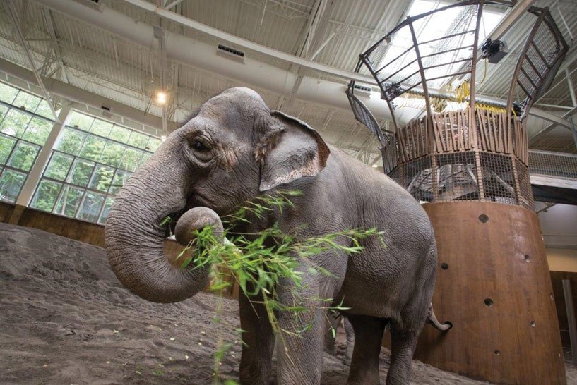 Wow - how many engineers can say that they’ve worked with elephants on the job? 🐘 Read about how one engineer found himself in that exact position:  bit.ly/2Ryosvd <a href="/STRUCTUREmag/">STRUCTURE magazine</a> <a href="/OregonZoo/">Oregon Zoo</a>