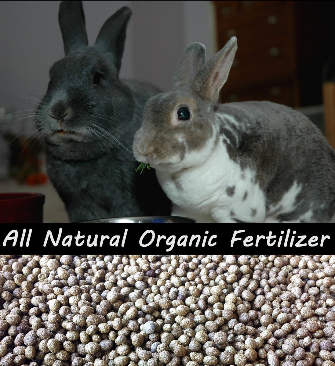 NaturalNathan's tweet photo. https://t.co/wXVmQBy6pA  These two are always busy making poops!  You should try adding some to your small garden or house plants! #gardening #organic #natural #fertilizer #etsy https://t.co/UHRkFI794f