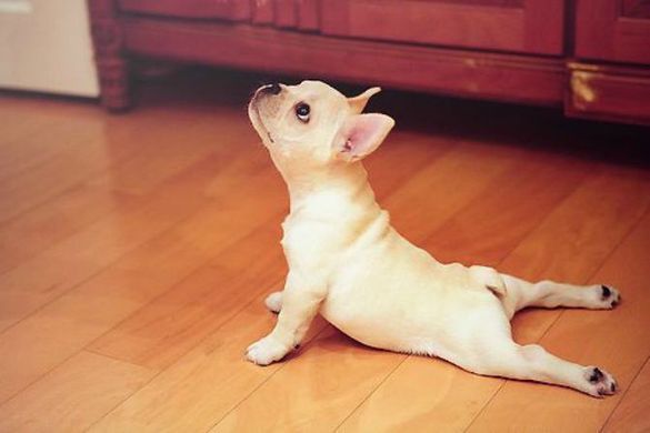 Emmavandy's tweet photo. My Comeback Blog Called Downward Dog https://t.co/LxB96YcJvA https://t.co/jA6pQ37VQe