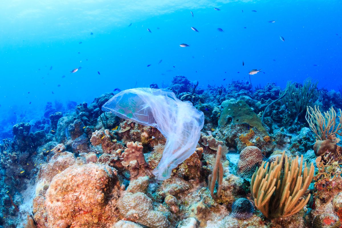 Greychrom's tweet photo. You can prevent plastic from harming marine wildlife, find out how you could help by following the link below.
https://t.co/jDegyk8BBD https://t.co/CKGFGfiNny