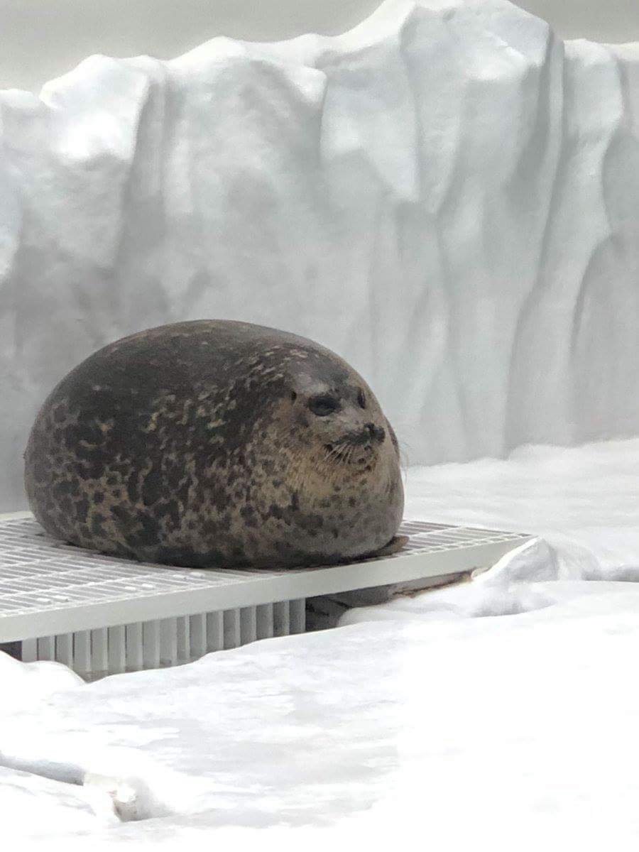 KoniWorx's tweet image. Squash n stretch with seal boopsnoot ball fren&apos;
#animationtutorial