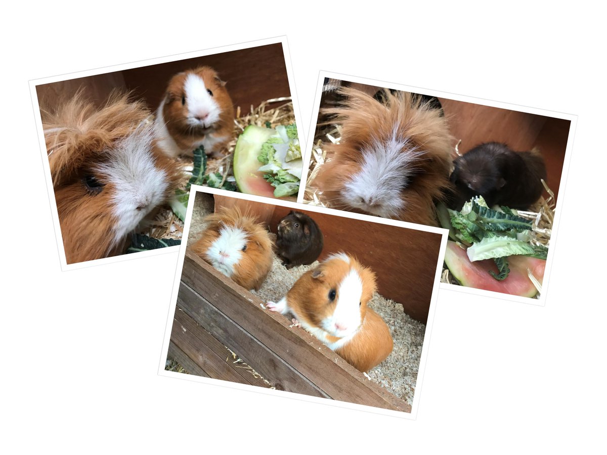 lakesidefoodie's tweet image. Here they are! Munching down on today's offcuts.