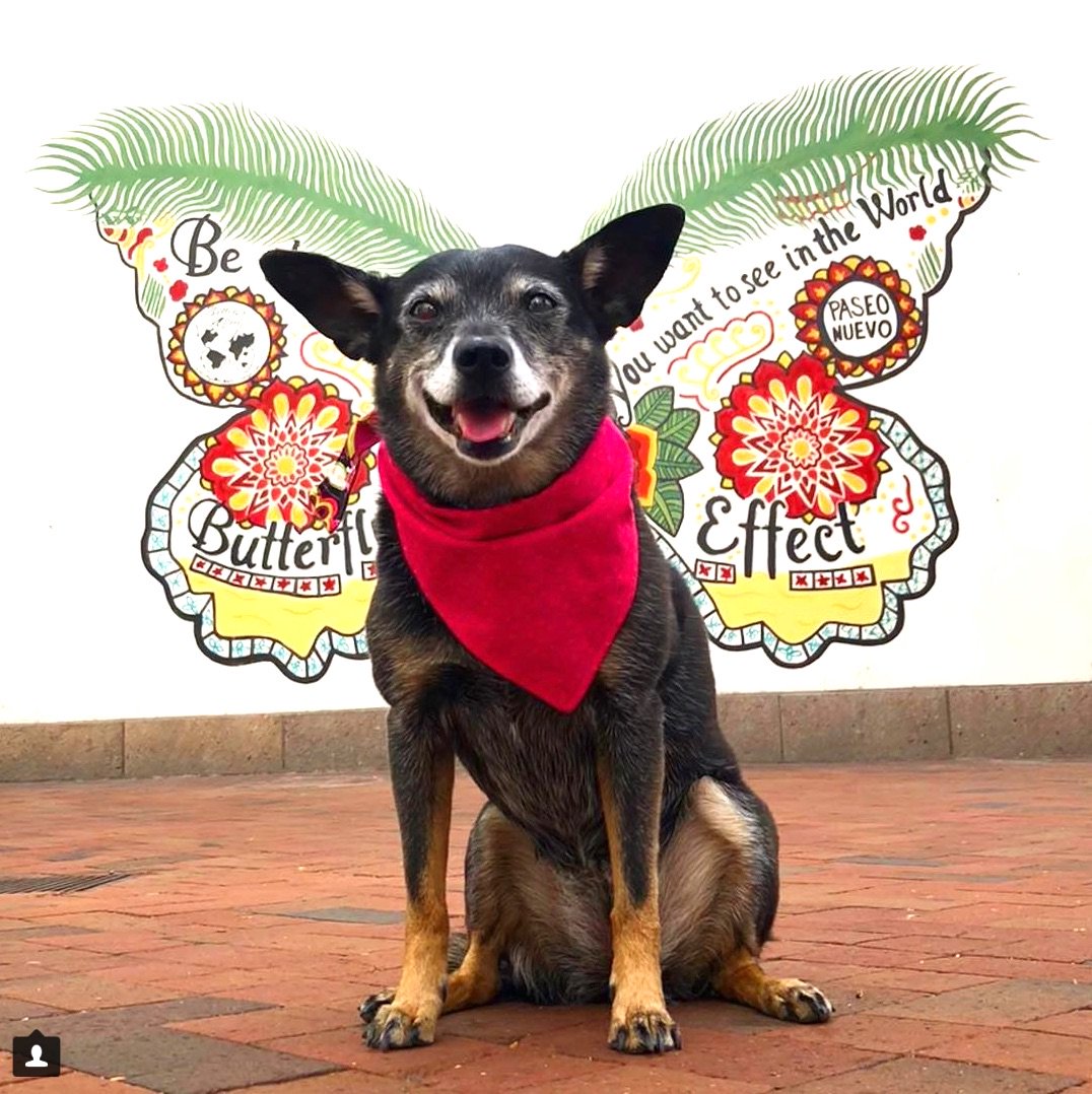 butterflybtc's tweet photo. Be aware that as you are feeling good, you are powerfully attracting more good things to you. 
#lawofattraction
#dogsoftwitter 
#WednesdayWisdom 
#socialbutterfly 
#butterflyeffect https://t.co/zAm8GWPA4D