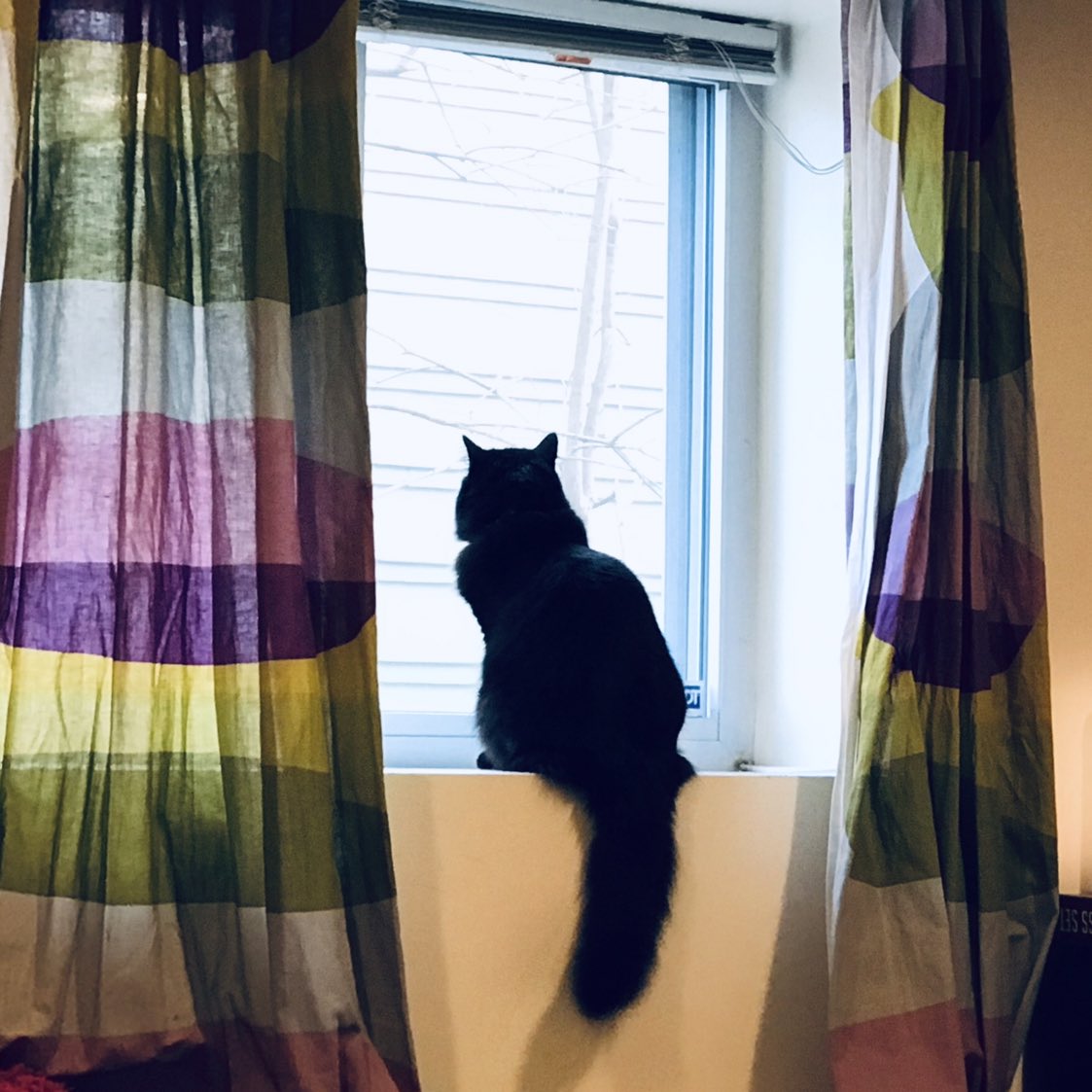 kodathekitten's tweet photo. My cousin Sammy is going over the rainbow bridge today, my human is saying. I’m looking for it now 
🌈🐾💔 https://t.co/LW6hjuuFeJ