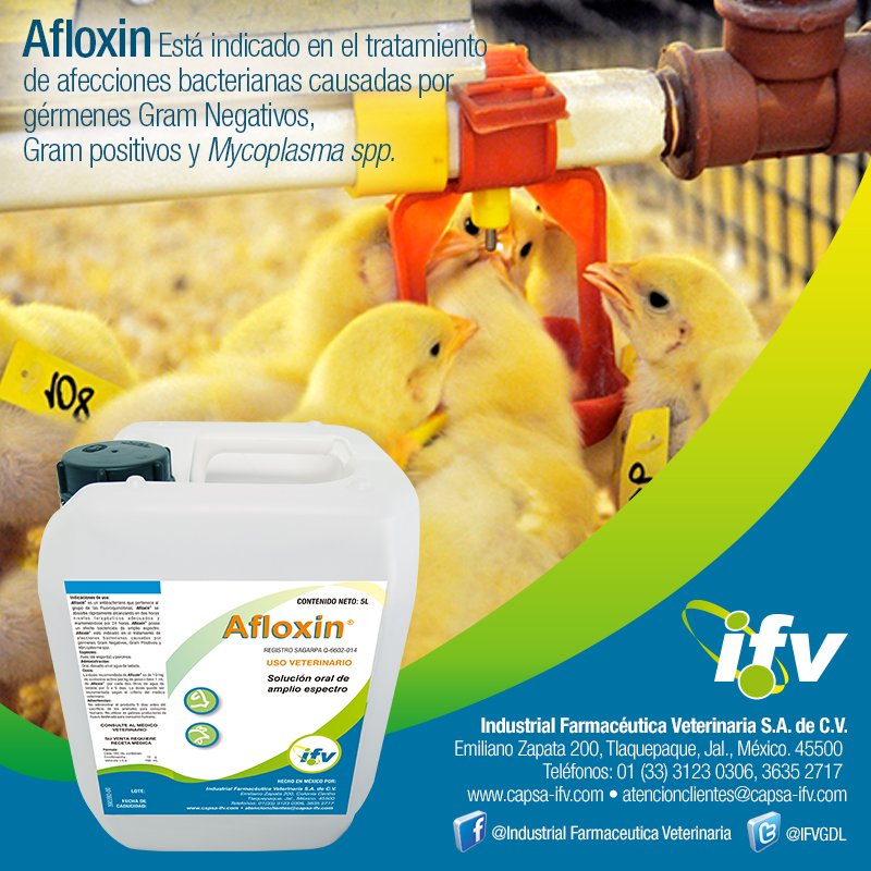 IFVGDL's tweet image. AFLOXINR Recomendado para para aves y cerdos. Disponible en Industrial Farmacéutica Veterinaria S.A. de C.V.
 Teléfonos: 01 (33) 3123 0306, 3635 2717 
 Correo: atencionclientes@capsa-ifv.com
 capsa-ifv.com