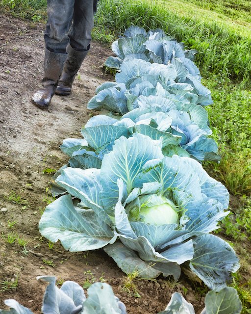 Fun fact-MVFCU was started by a group of farmers.  The Mat-Su Valley is known for rich topsoil and long long summer days.  The result?  Giant produce!
