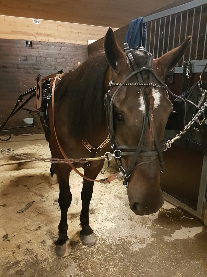 Det här travåret har börjat riktigt bra med fem starter och tre segrar. Idag vann vår delägda 4-åriga Tjomsensin (Tekno Odin e. Åsaeldi v. Spikeld) på Bergsåker i årets första start. Det var Jimmy Jonsson som körde och Øystein Tjomsland som tränar. Så kul med segern. FIRA!