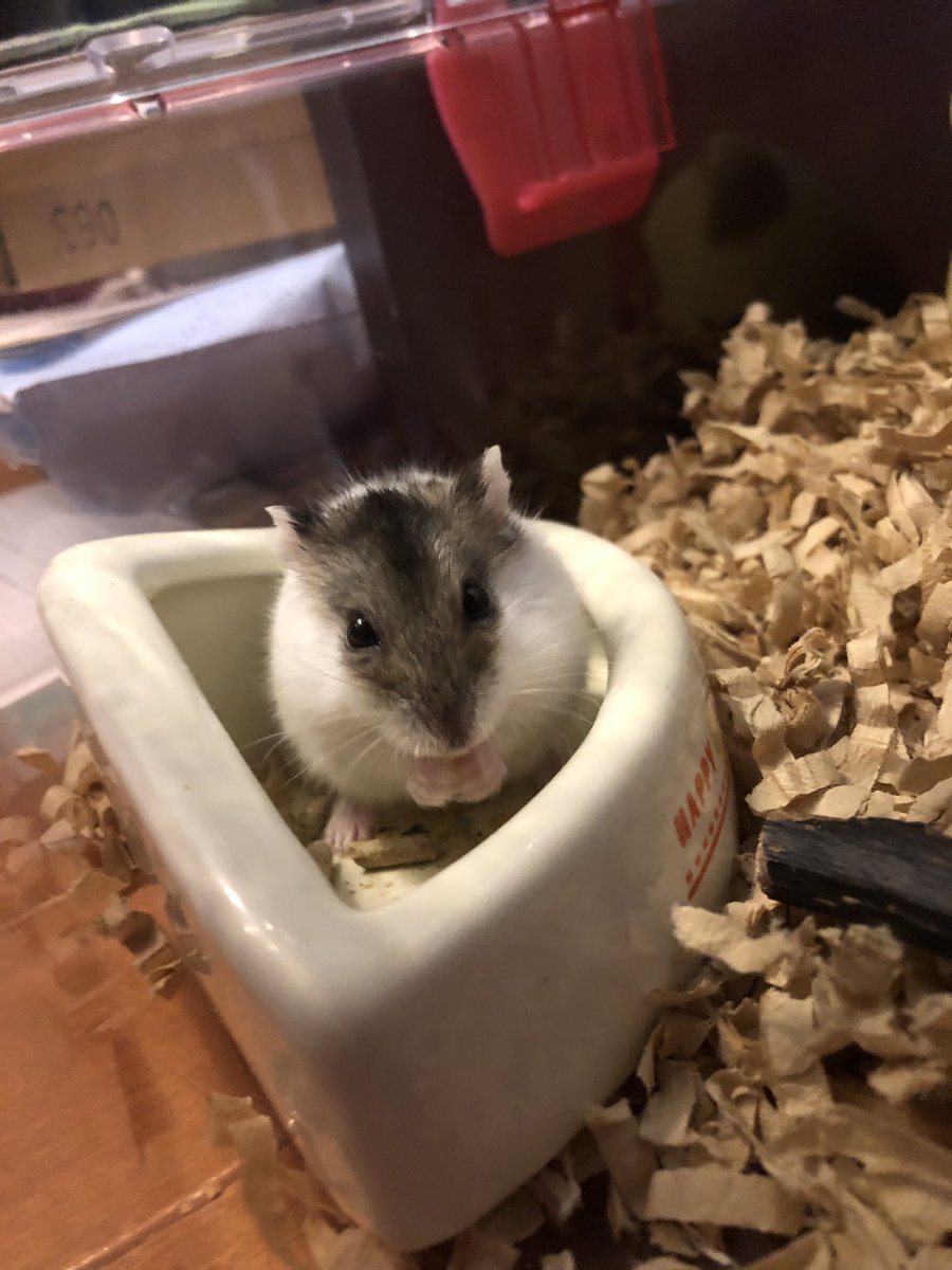 さえ (@PARU_hamster) / Posts / X