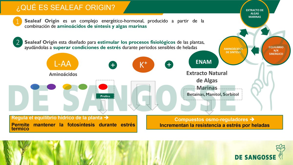 DeSangosseIB's tweet photo. 🔴RECOMENDACIÓN DE LA SEMANA POR LAS PRÓXIMAS HELADAS 🥶🥶🥶🥶
#SealeafOrigin es un complejo energético-hormonal, producido a partir de la combinación de aminoácidos de síntesis y algas marinas ❄️☄️💦
#Noletengasmiedoalfrio
#agricultura
#Desangosseiberica
#Plannutricion https://t.co/mzFPmUv2Lo