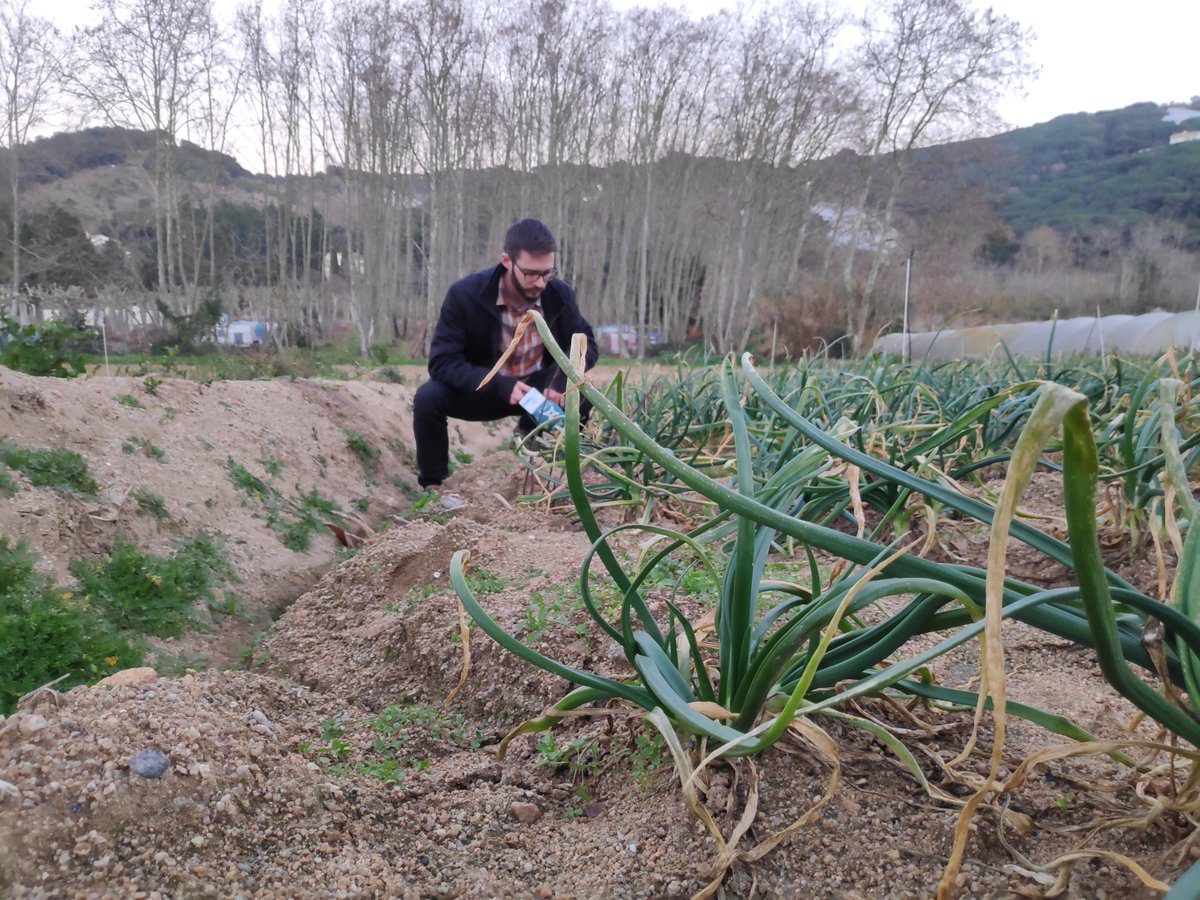 Totalhora's tweet photo. A la secció "Maresme Km0" ens desplacem a Sant Cebrià per descobrir els calçots de Cal Moliné amb Aleix Bassols
https://t.co/yM1VCUKRCf https://t.co/J4hSdNtcZG