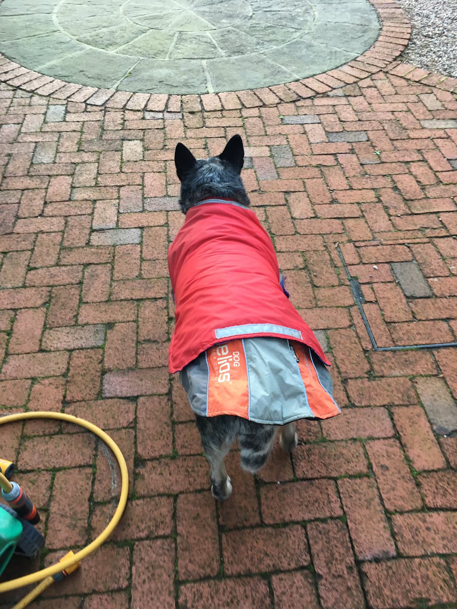 Diesel Bobs tweet media