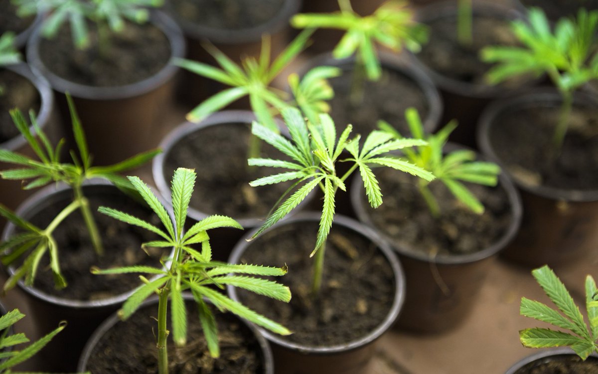 AceTheGrow tweet media