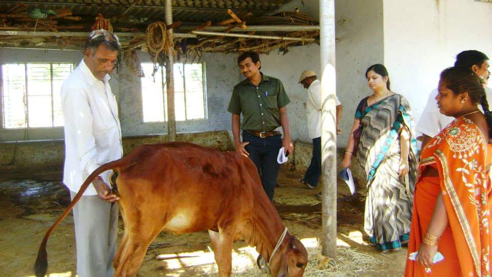 Shivakumarsira's tweet photo. Cow based farming in India
Support Small Farmers and Goumatha...
#onicaproject
#donateforonicaproject https://t.co/m1M7NMloLQ