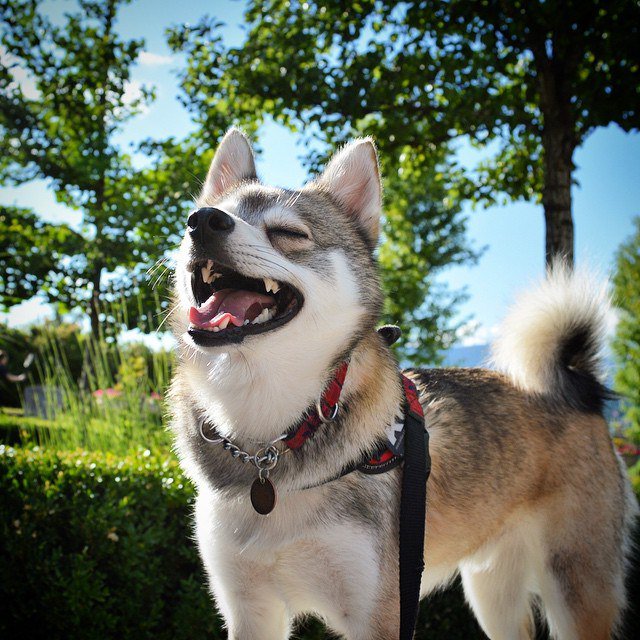 珍しい動物達 على تويتر アラスカン クリー カイ ミニハスキーとも言われている アラスカン クリー カイ 体長23 43cmと 豆しばサイズの子もいて 通常のハスキーと比べると 非常に小さい 画像3枚目はハスキーとアラスカン クリー カイ
