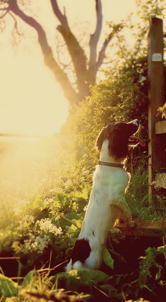 webbpagemedia's tweet photo. An old photo from way back, when my springer spaniel was much smaller and more springy! 

Photo  9/365
#WaybackWednesday #wildflowerhour #petportrait #countrylife #cotswolds #spring #ilovedogs https://t.co/qBlsnjHGzg