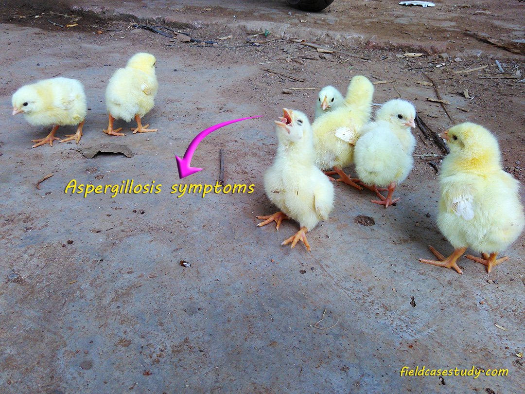 Aspergillosis symptoms in chicks
#poultry
