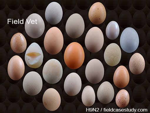 Avian influenza symptoms H9 in laying hens
#birdflu #influenza #avianinfluenza