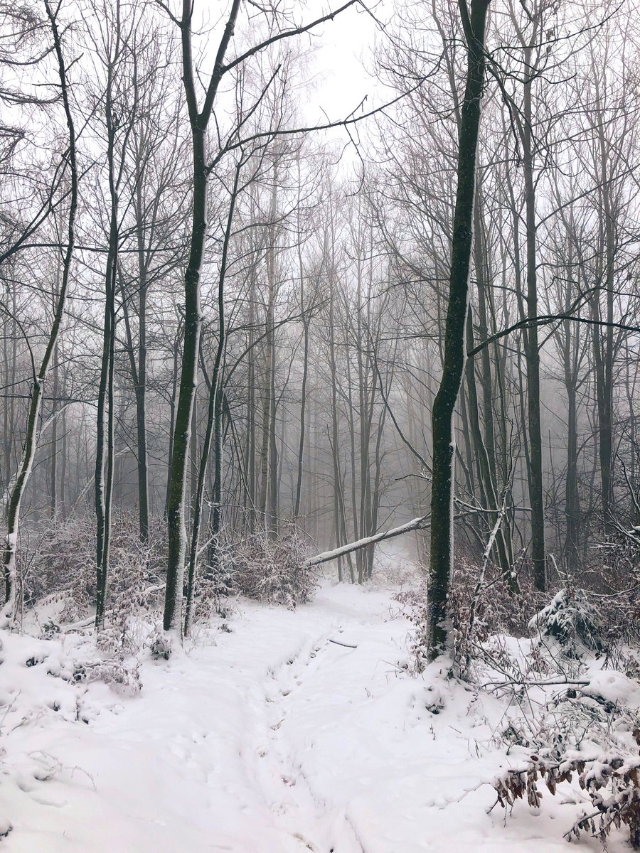 Snowrunning im Eielenwald (Oberwil b. Zug)