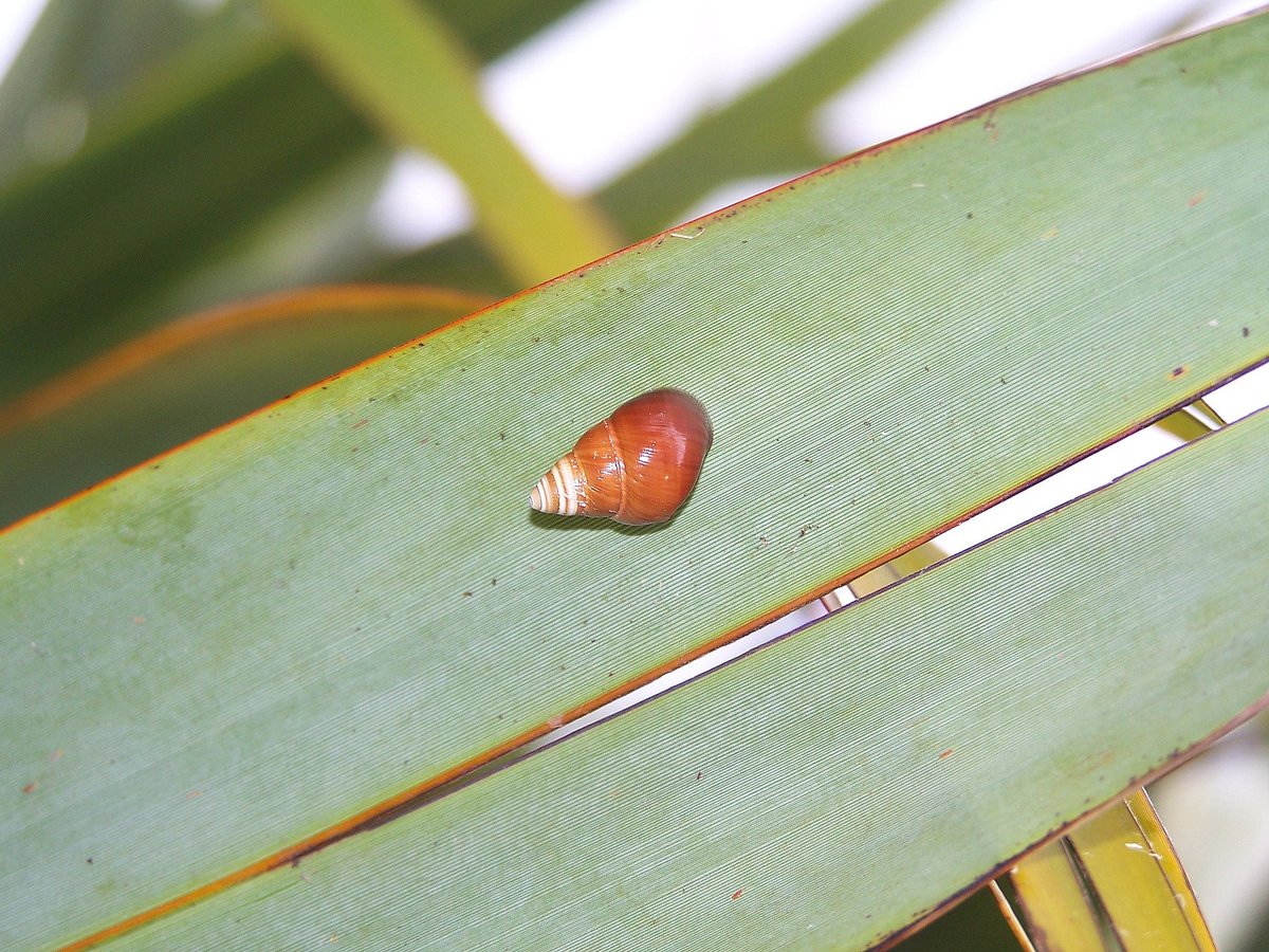 lf_science's tweet image. Умерла последняя в своем виде гавайская улитка по имени Джордж: vk.cc/8TQ63L