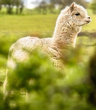 Alpaca Fact 14: Alpacas require approximately one acre of land per five animals. If kept in a smaller space, you will need to supplement their feed and rotate paddocks to allow the ground to recover.Alpacas should never be kept on their own! #ALECvsALPACA  #SaveShadowhunters