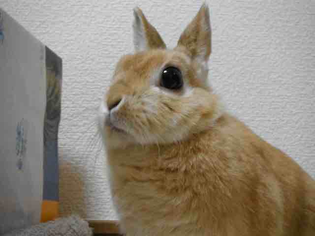 大賀一五 お目々ぱっちりの美うさに女王さま対応されるのもまたご褒美 うさぎさんは性格さまざまでそれぞれみんな世界一かわいいです