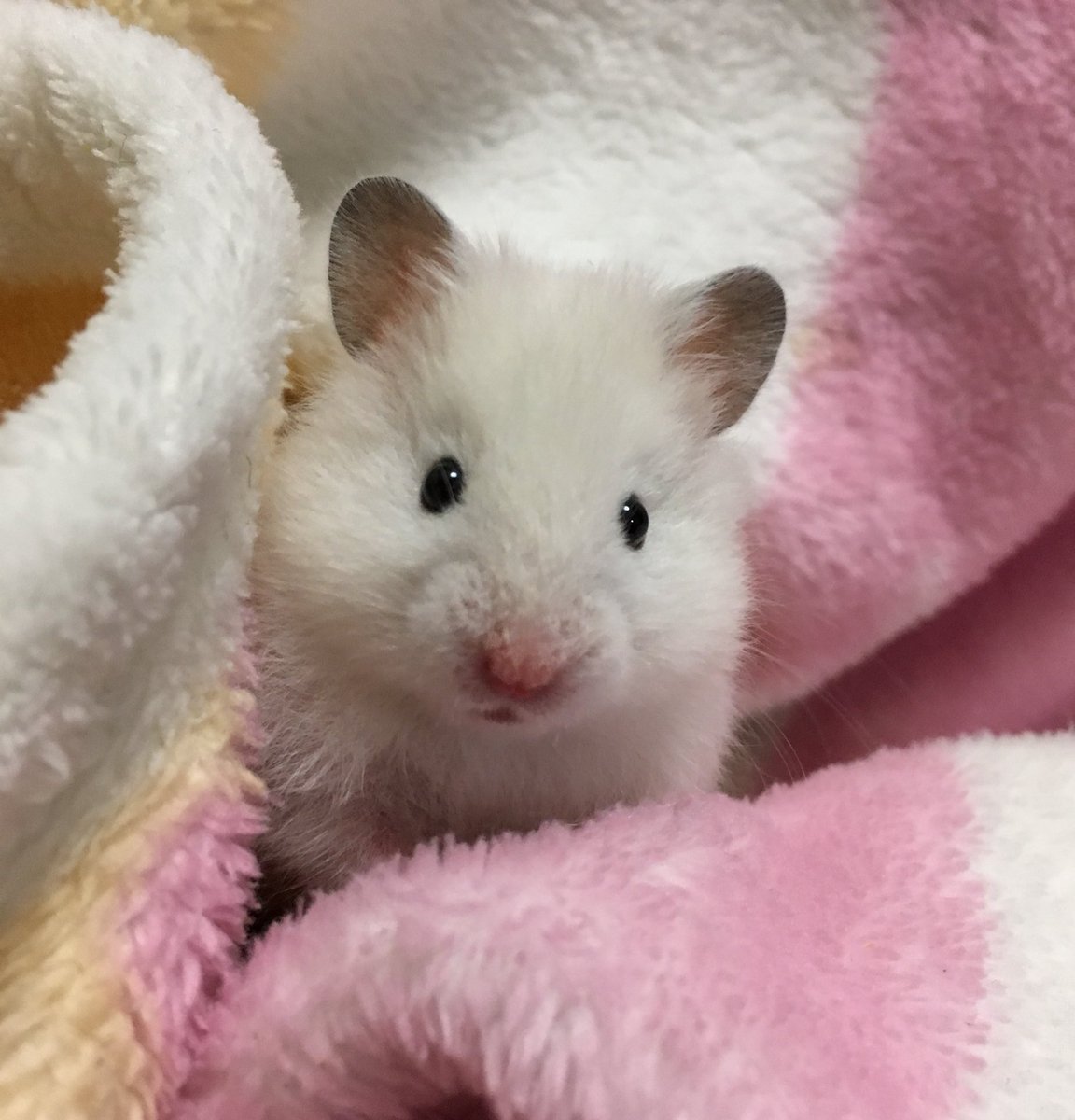 ハルくん みんなといると白く見えるけど 薄いアイボリーって感じかな キンクマでも微妙に色が違う T Co Zsxb2sfn0p Twitter