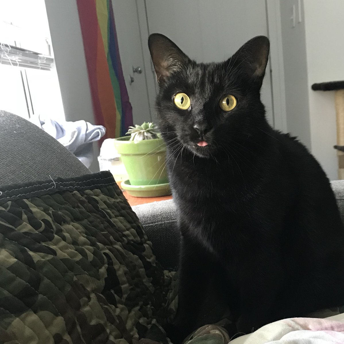 annaruthburse's tweet photo. #adoptdontshop https://t.co/3QNLIhu9Eh