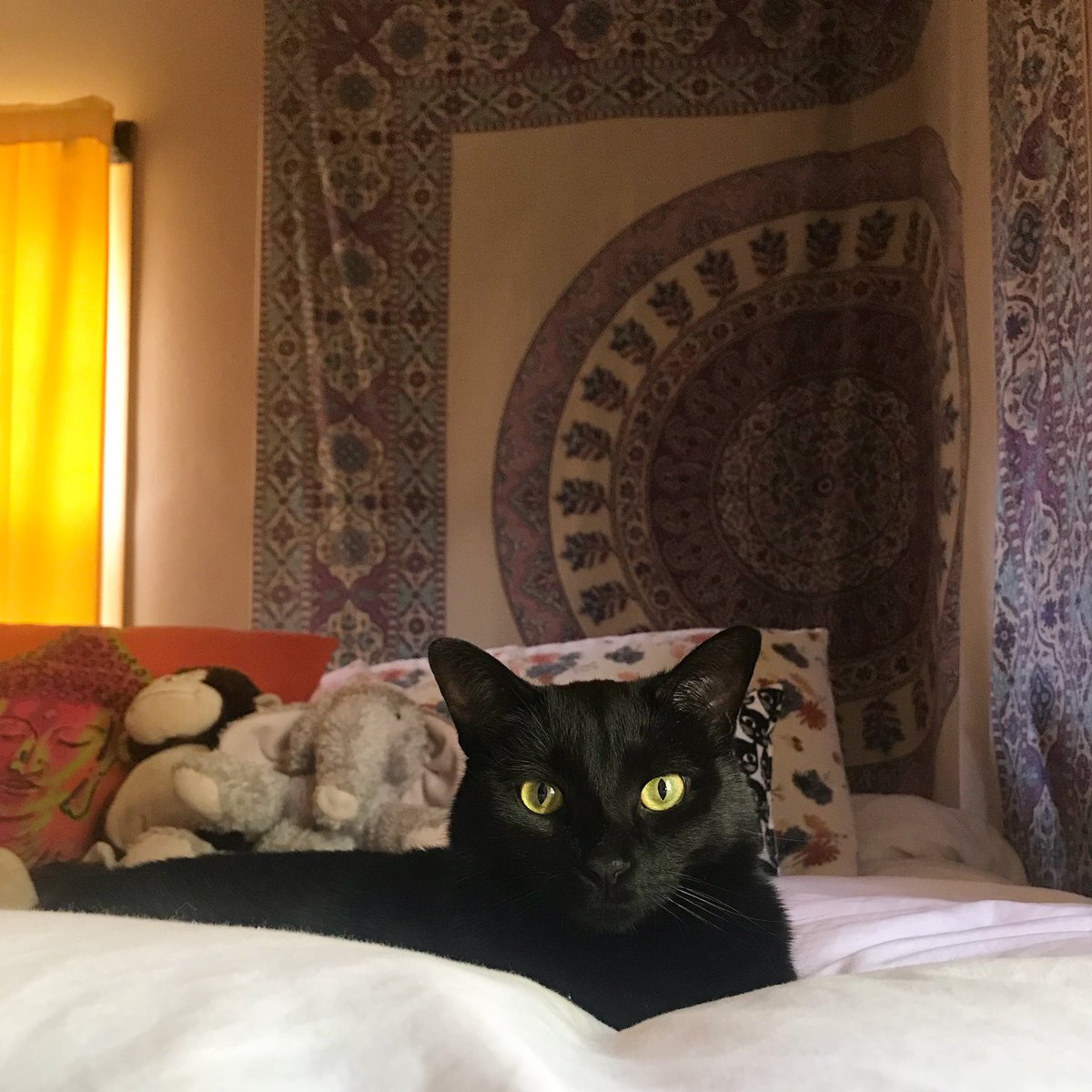 annaruthburse's tweet photo. #adoptdontshop https://t.co/3QNLIhu9Eh