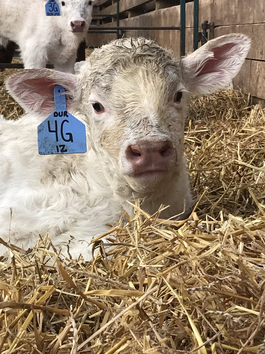 It’s the most wonderful time of the year.. calving season! Make sure your calves are getting the proper level of nutrition to help them reach their genetic potential. @MasterfeedsCDN has some great options - contact us or <a href="/kurtisblack_1/">Kurtis Black</a>  today! #calfwatch19