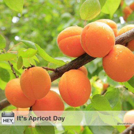 HeyWhatDay's tweet photo. It's Apricot Day! 
#ApricotDay #NationalApricotDay https://t.co/7iijg09TJC