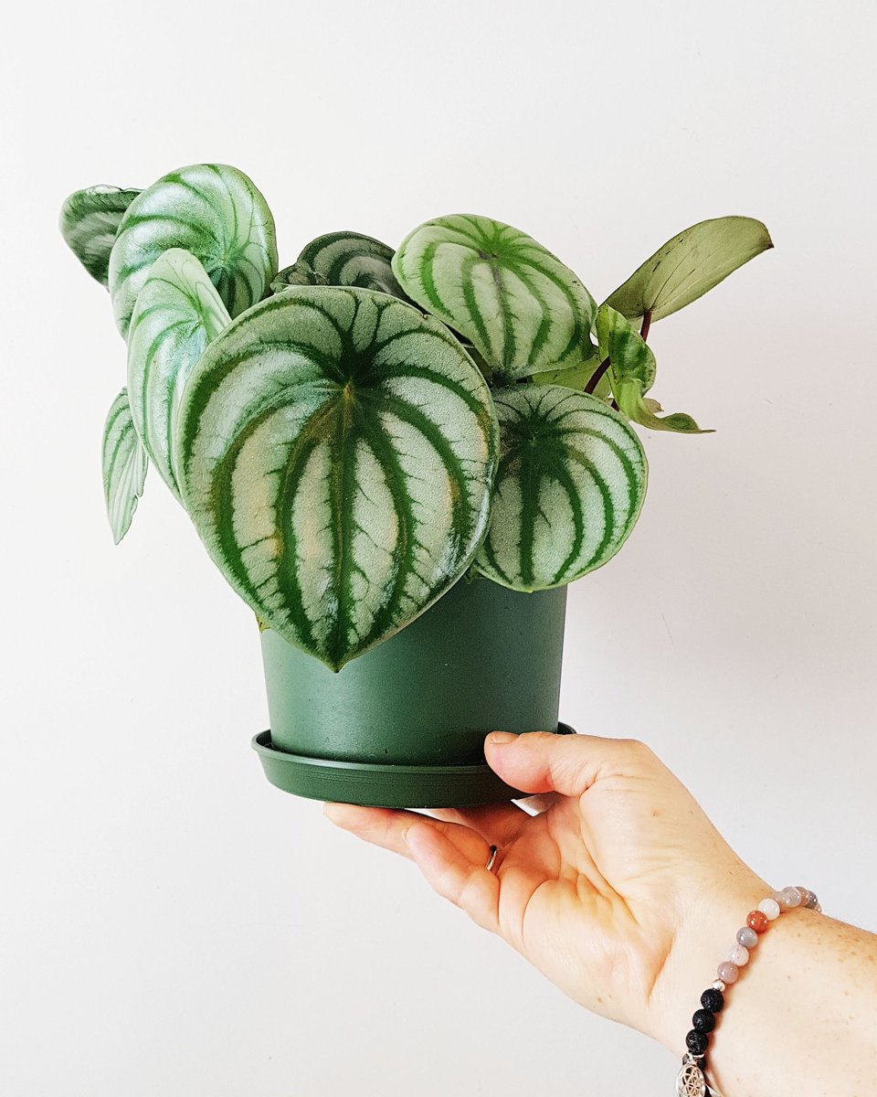 Some lovely plant friends arrived! These watermelon peperomias love eastern exposure, filtered indirect light and average watering cycle. 
•
•
•
#plantsforlife #cuteplants #getemwhiletheyrehot #peperomia #plantlove #downtowndartmouth #hrm #halifax #novascotia #eastcoast