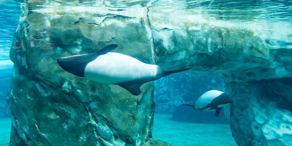 SeaWorldParksBR's tweet photo. E aí, preparado para um mergulho no Aquatica Orlando? 😱 #sim ou #claro? 👍 https://t.co/aVscxAQkLh