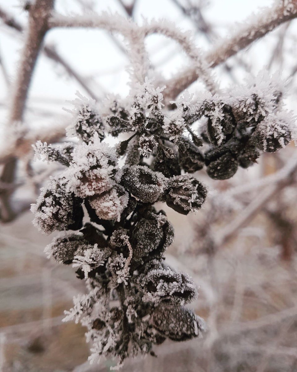 La cencellada... Cuando la niebla vallisoletana se congela y cristaliza, los viñedos se quedan así de bonitos!