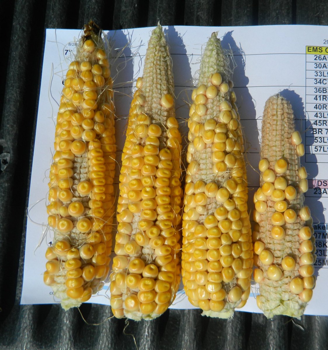 DerekBlueRiver's tweet photo. Whoa what happened to these ears of 70R50? Sometimes your production just doesn’t work out, but the important thing is to dig in &amp; keep trying. This field disappointment was 6 years ago, but we’re still going strong #plantblue https://t.co/HRZ4E5N2LV
