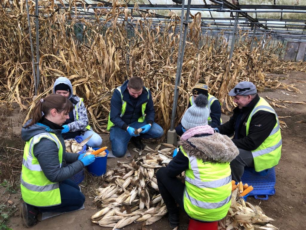 Harvesting our popcorn on the farm 🌽🌾#popcorn #newproduct